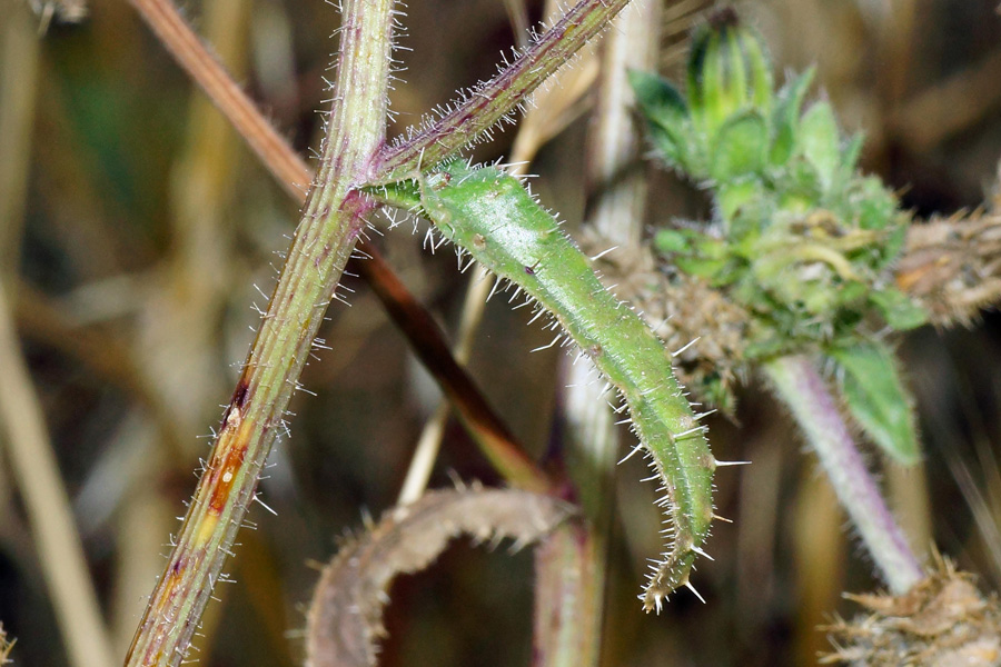 Helminthotheca echioides / Aspraggine volgare
